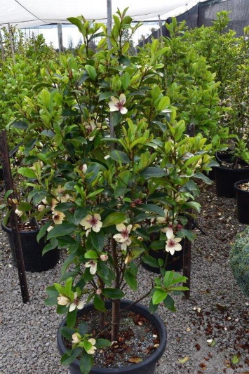 Magnolia laevifolia x figo ‘White Caviar’ PBR syn. Michelia